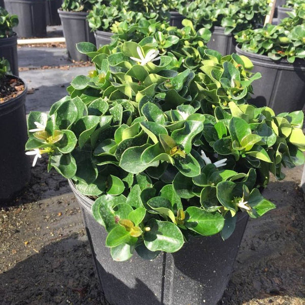 Carissa Boxwood Beauty (Carissa macrocarpa 'Boxwood Beauty')