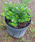 Carissa Boxwood Beauty (Carissa macrocarpa 'Boxwood Beauty') - Bird of ParadiseUSA - Medium