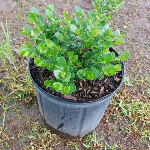 Carissa Boxwood Beauty (Carissa macrocarpa 'Boxwood Beauty') - Bird of ParadiseUSA - Medium