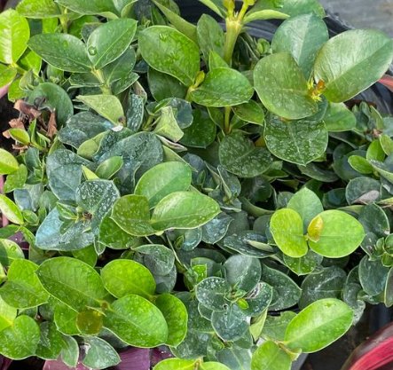 Carissa Emerald Blanket (Carissa macrocarpa) - Bird of ParadiseUSA - 3 Gallon