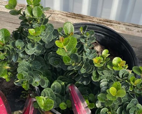 Carissa Emerald Blanket (Carissa macrocarpa) - Bird of ParadiseUSA - 3 Gallon