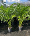 Cat Palm (Chamaedorea cataractarum) - Bird of Paradise USA - 3 Gallon