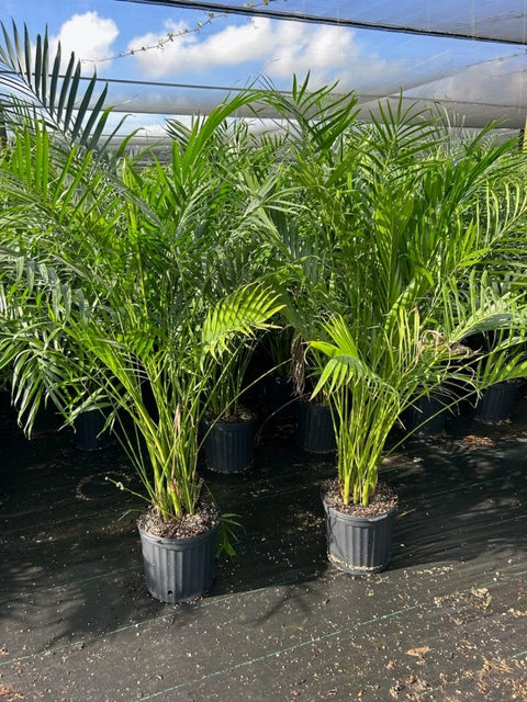 Cat Palm (Chamaedorea cataractarum) - Bird of Paradise USA - 3 Gallon