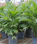 Cat Palm (Chamaedorea cataractarum) - Bird of ParadiseUSA - 3 gallon