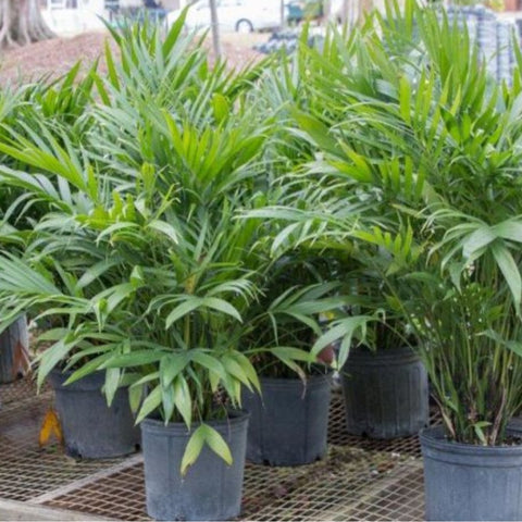 Cat Palm (Chamaedorea cataractarum) - Bird of ParadiseUSA - 3 gallon