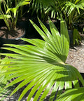 Chinese Fan Palm Single (Livistona Chinensis) - Bird of ParadiseUSA - Large 24-28"
