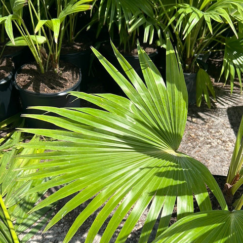 Chinese Fan Palm Single (Livistona Chinensis) - Bird of ParadiseUSA - Large 24-28"