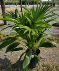 Chinese Fan Palm Single (Livistona Chinensis) - Bird of ParadiseUSA - Large 24-28"