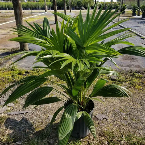 Chinese Fan Palm Single (Livistona Chinensis) - Bird of ParadiseUSA - Large 24-28"