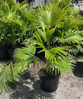 Chinese Fan Palm Single (Livistona Chinensis) - Bird of ParadiseUSA - Large 24-28"