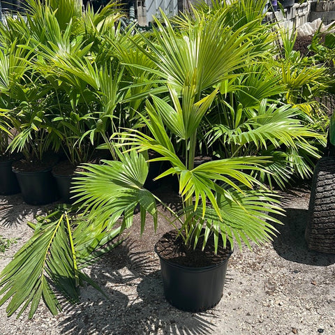 Chinese Fan Palm Single (Livistona Chinensis) - Bird of ParadiseUSA - Large 24-28"