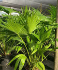 Chinese Fan Palm Single (Livistona Chinensis) - Bird of ParadiseUSA - Medium 14-18"