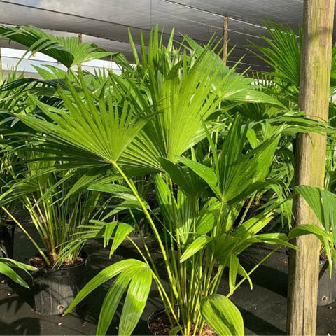 Chinese Fan Palm Single (Livistona Chinensis) - Bird of ParadiseUSA - Medium 14-18"