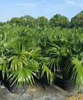 Chinese Fan Palm Single (Livistona Chinensis) - Bird of ParadiseUSA - Medium 14-18"