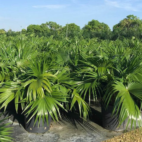 Chinese Fan Palm Single (Livistona Chinensis) - Bird of ParadiseUSA - Medium 14-18"