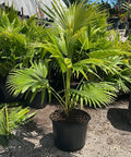Chinese Fan Palm Single (Livistona Chinensis) - Bird of ParadiseUSA - Medium 14-18"