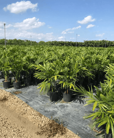 Christmas Palm - Adonidia Palm Triple (Adonidia merrilli) - Plantology USA - 2 - 3 Feet