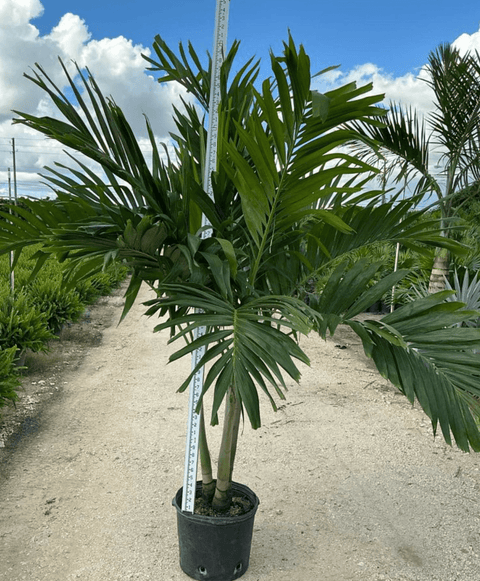 Christmas Palm - Adonidia Palm Triple (Adonidia merrilli) - Plantology USA - 4 - 5.5 Feet