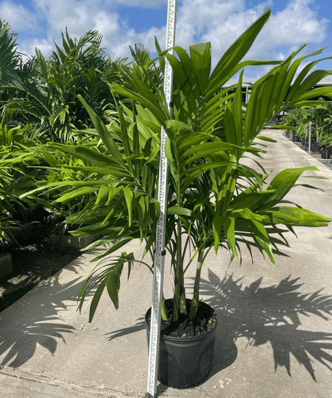 Christmas Palm - Adonidia Palm Triple (Adonidia merrilli) - Plantology USA - Grower's Pick 5 - 6 Feet