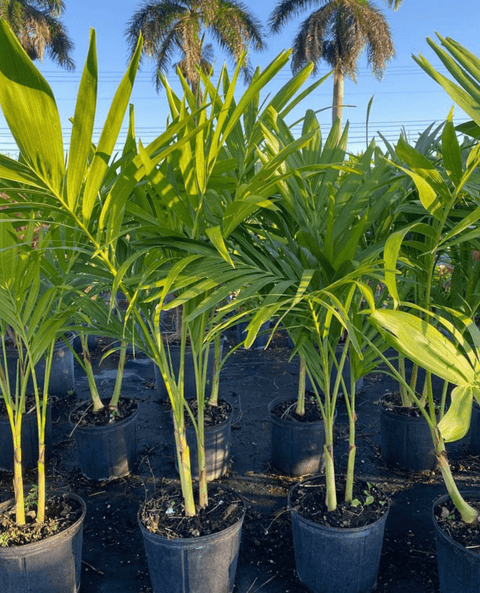 Christmas Palm - Adonidia Palm Triple (Adonidia merrilli) - Plantology USA - Grower's Pick 5 - 6 Feet