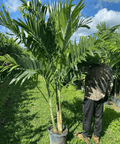 Christmas Palm - Adonidia Palm Triple (Adonidia merrilli) - Plantology USA - Grower's Pick 5 - 6 Feet