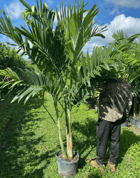Christmas Palm - Adonidia Palm Triple (Adonidia merrilli) - Plantology USA - Grower's Pick 5 - 6 Feet