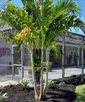 Christmas Palm - Adonidia Palm Triple (Adonidia merrilli) - PlantologyUSA - 2.5-3.5 feet