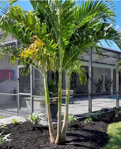 Christmas Palm - Adonidia Palm Triple (Adonidia merrilli) - PlantologyUSA - 2.5-3.5 feet