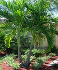 Christmas Palm - Adonidia Palm Triple (Adonidia merrilli) - PlantologyUSA - 2.5-3.5 feet