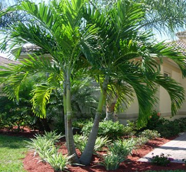 Christmas Palm - Adonidia Palm Triple (Adonidia merrilli) - PlantologyUSA - 2.5-3.5 feet