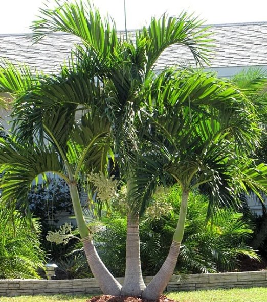 Christmas Palm Triple (Adonidia merrilli)