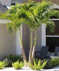 Christmas Palm - Adonidia Palm Triple (Adonidia merrilli) - PlantologyUSA - 2.5-3.5 feet