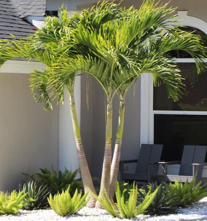 Christmas Palm - Adonidia Palm Triple (Adonidia merrilli) - PlantologyUSA - 2.5-3.5 feet