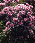 Clerodendrom Starburst Bush (Clerodendrum quadriloculare) - Bird of ParadiseUSA - 3 Gallon