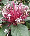 Clerodendrom Starburst Bush (Clerodendrum quadriloculare) - Bird of ParadiseUSA - 3 Gallon