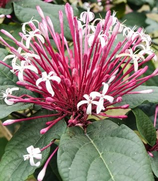 Clerodendrom Starburst Bush (Clerodendrum quadriloculare) - Bird of ParadiseUSA - 3 Gallon