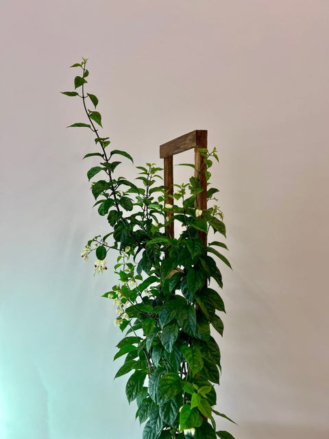 Clerodendrum, Bleeding Heart Trellised (Clerodendrum thomsoniae) - Bird of ParadiseUSA - 3 Gallon