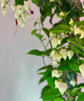 Clerodendrum, Bleeding Heart Trellised (Clerodendrum thomsoniae) - Bird of ParadiseUSA - 3 Gallon