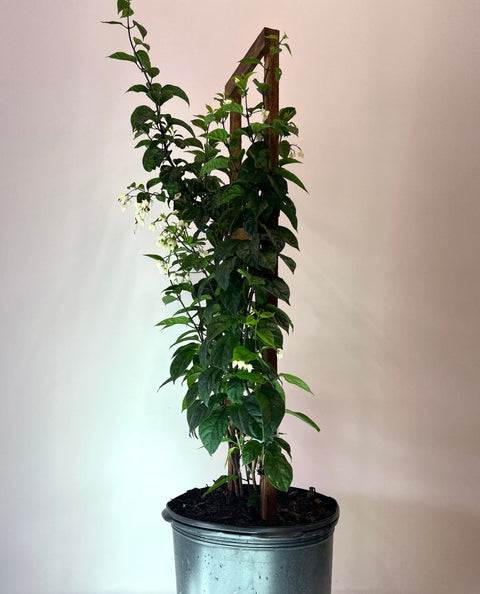 Clerodendrum, Bleeding Heart Trellised (Clerodendrum thomsoniae) - Bird of ParadiseUSA - 3 Gallon