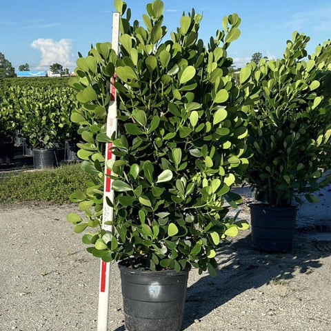 Clusia Guttifera Bush for Sale