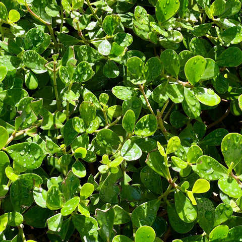 philodendron guttifera Clusia Small Leaf (Clusia guttifera)