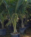 Coconut Palm Green Jamaican Malayan (Cocos nucifera) - Bird of ParadiseUSA - 2-3.5 feet