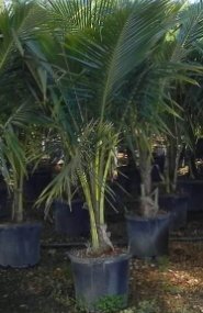 Coconut Palm Green Jamaican Malayan (Cocos nucifera) - Bird of ParadiseUSA - 2-3.5 feet
