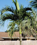 Coconut Palm Green Jamaican Malayan (Cocos nucifera) - Bird of ParadiseUSA - 2-3.5 feet