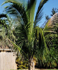 Coconut Palm Green Jamaican Malayan (Cocos nucifera) - Bird of ParadiseUSA - 2-3.5 feet
