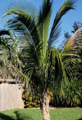Coconut Palm Green Jamaican Malayan (Cocos nucifera) - Bird of ParadiseUSA - 2-3.5 feet