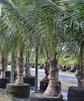 Coconut Palm Green Jamaican Malayan (Cocos nucifera) - Bird of ParadiseUSA - 2-3.5 feet