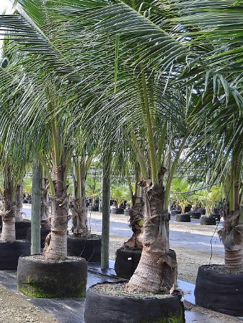 Coconut Palm Green Jamaican Malayan (Cocos nucifera) - Bird of ParadiseUSA - 2-3.5 feet