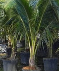 Coconut Palm Green Jamaican Malayan (Cocos nucifera) - Bird of ParadiseUSA - 2-3.5 feet