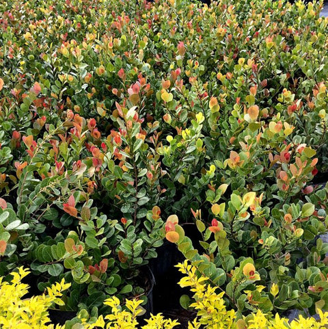 Cocoplum (Chrysobalanus icaco 'Red Tip') - Bird of ParadiseUSA - Medium